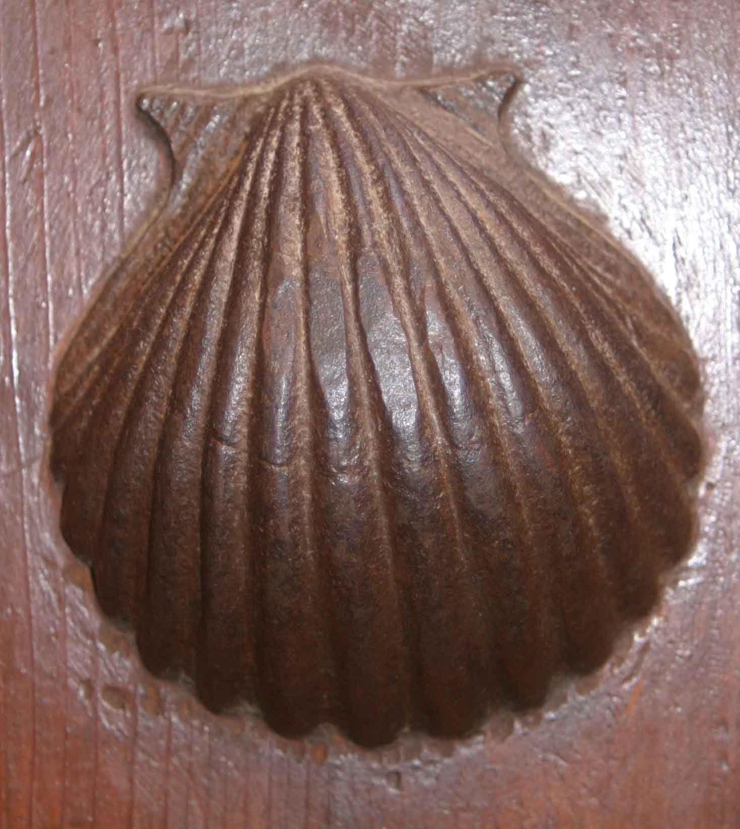 Cockle shell